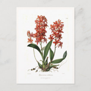 Epidendrum vitellinum postcard