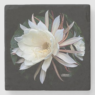 Epiphyte Cactus Flower Stone Coaster