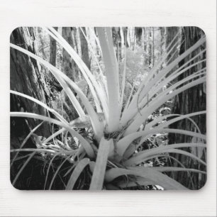 Epiphytic tillandsia are common in the Florida, Mouse Pad