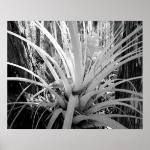 Epiphytic tillandsia are common in the Florida, Poster