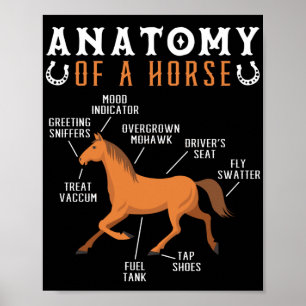 Equestrian Riding Anatomy Of A Horse Lover Poster
