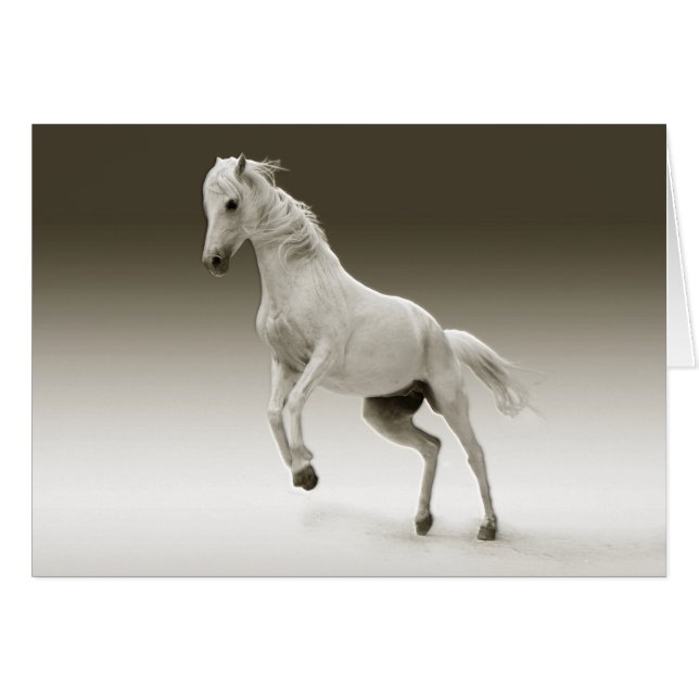 Equestrian White Mare Horse (Front Horizontal)