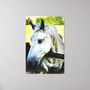 *~* Equine AR22 White Horse over Fence Canvas Print