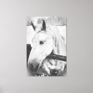 *~* Equine AR22 . White Horse over Wood Fence Canvas Print