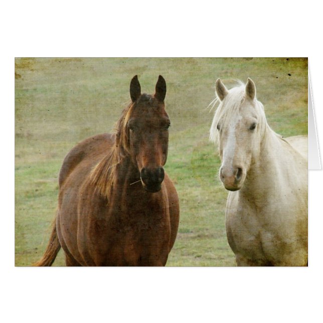 Equine Buddies (Front Horizontal)