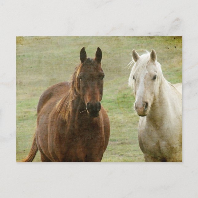 Equine Buddies Postcard (Front)