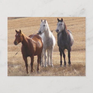 Equine Curiosity 3 Postcard