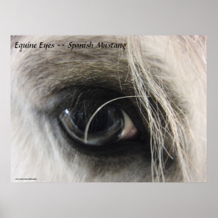 Equine Eyes -- Spanish Mustang Poster