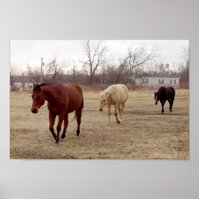 Equine Follow the Leader Poster (Front)
