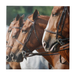 Equine Horse Show Tile
