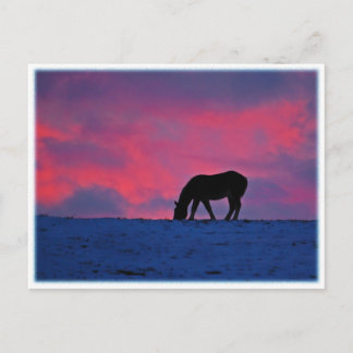 Equine Silhouette Postcard