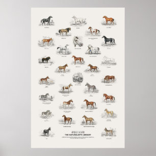 Equines - Naturalist's Library Poster