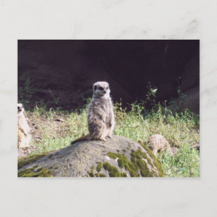 erdmann postcard