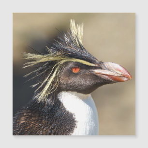 Erect-crested penguin