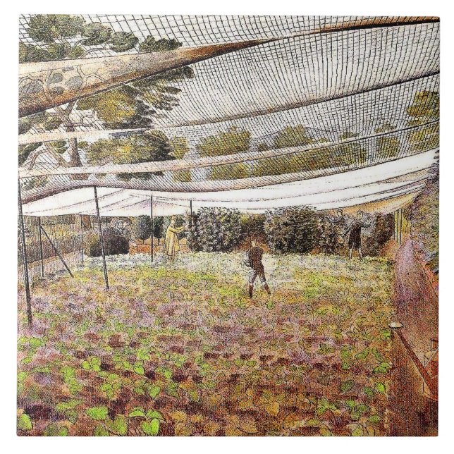 Eric Ravilious art, Strawberry Nets, Ceramic Tile (Front)