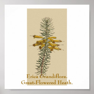Erica Grandiflora. Great-Flowered Heath. Poster