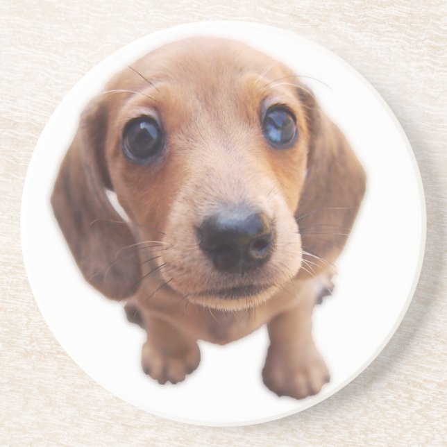 Eridox Dachshunds red dapple puppy Jilorra coaster (Front)