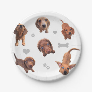 Eridox red chocolate dachshund dapple puppies paper plate