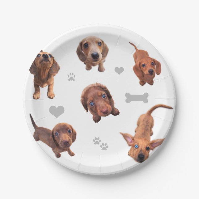 Eridox red chocolate dachshund dapple puppies paper plate (Front)