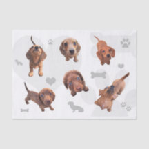 Eridox red chocolate dachshund dapple puppies