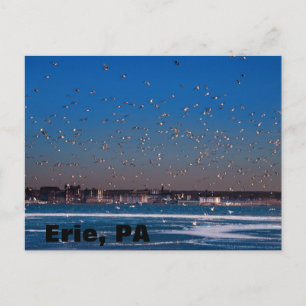 Erie, PA skyline Postcard