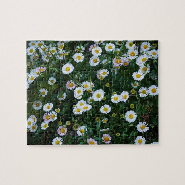 Erigeron Daisies Puzzle (Horizontal)