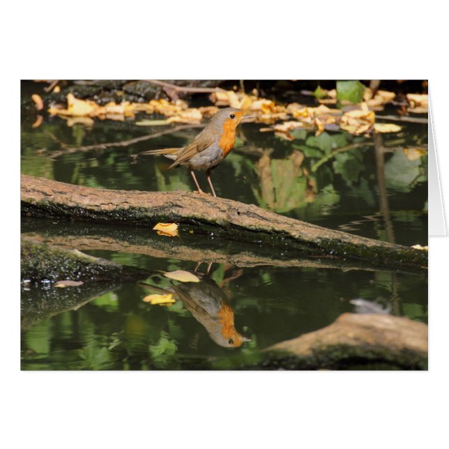 Erithacus rubecula (Front Horizontal)