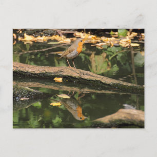 Erithacus rubecula postcard