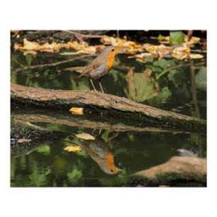 Erithacus rubecula poster