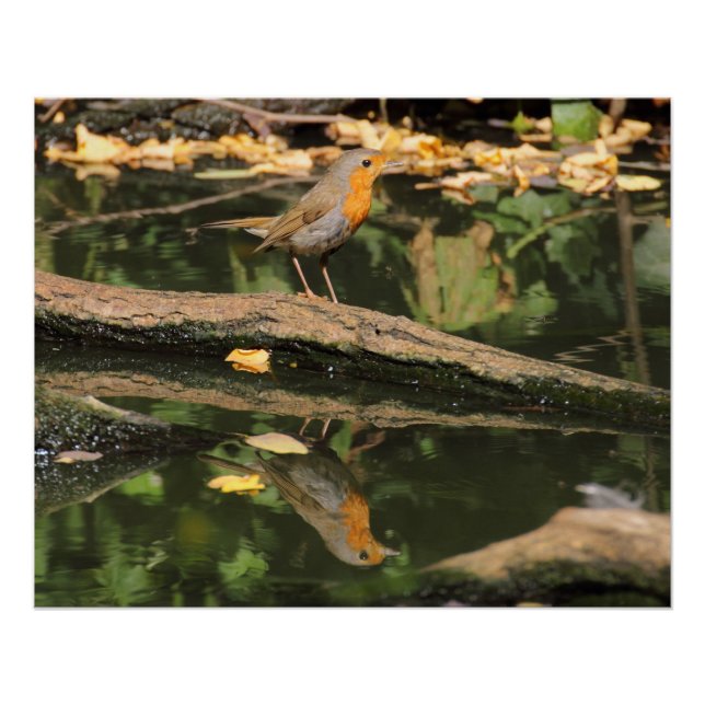 Erithacus rubecula poster (Front)