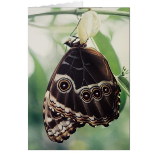Ermerging Glory Greeting Card