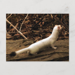 Ermine Postcard