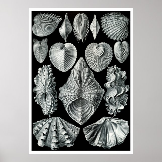 ERNST HAECKEL: Acephala, Quality Fine Art Poster (Front)