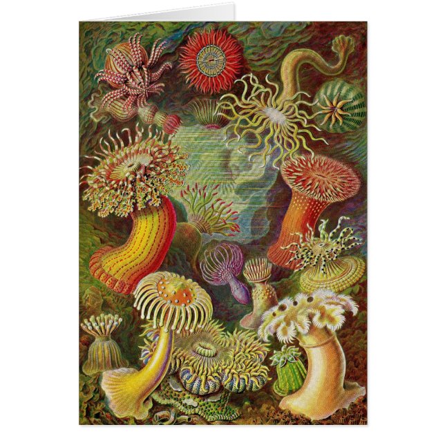 Ernst Haeckel - Actiniae Anemones (Front)
