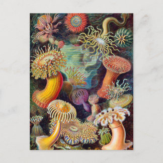 Ernst Haeckel Actiniaea sea anemone Postcard