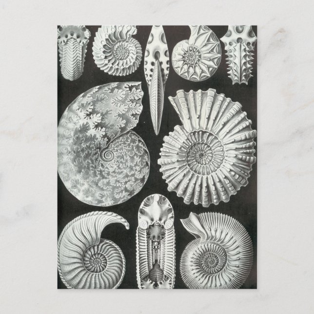 Ernst Haeckel - Ammonitida Postcard (Front)