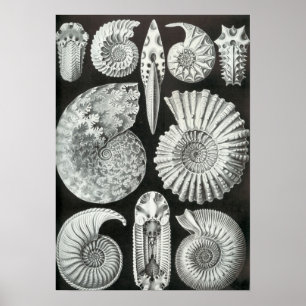 Ernst Haeckel - Ammonitida Poster