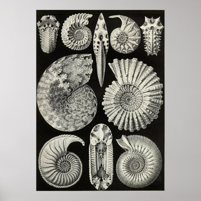 Ernst Haeckel — Ammonitide Poster (Front)