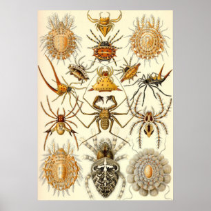 Ernst Haeckel - Arachnida Poster