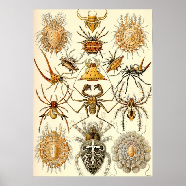 Ernst Haeckel - Arachnida Poster (Front)