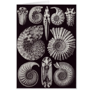 Ernst Haeckel Art Card: Ammonitida