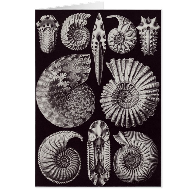 Ernst Haeckel Art Card: Ammonitida (Front)