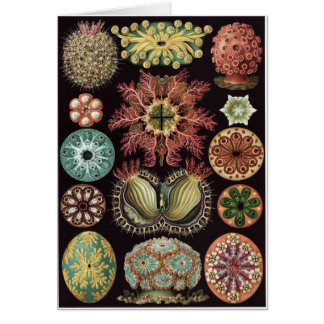 Ernst Haeckel Art Card: Ascidiae