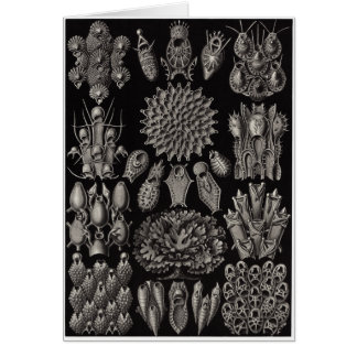 Ernst Haeckel Art Card: Bryozoa