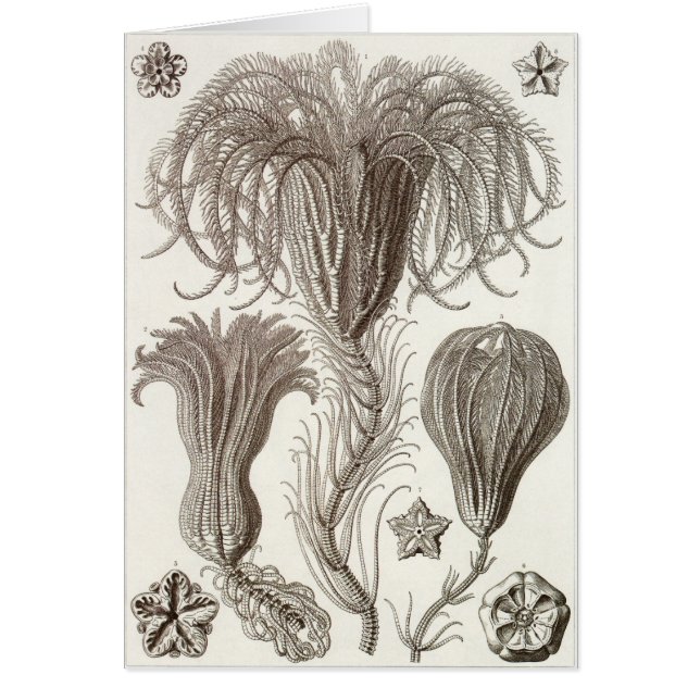 Ernst Haeckel Art Card: Crinoidea (Front)