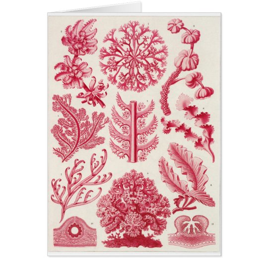 Ernst Haeckel Art Card: Florideae Card