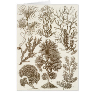 Ernst Haeckel Art Card: Fucoideae