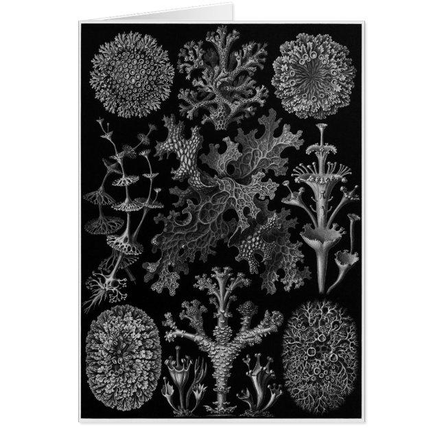 Ernst Haeckel Art Card: Lichenes (Front)