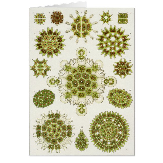 Ernst Haeckel Art Card: Melethallia (Front)