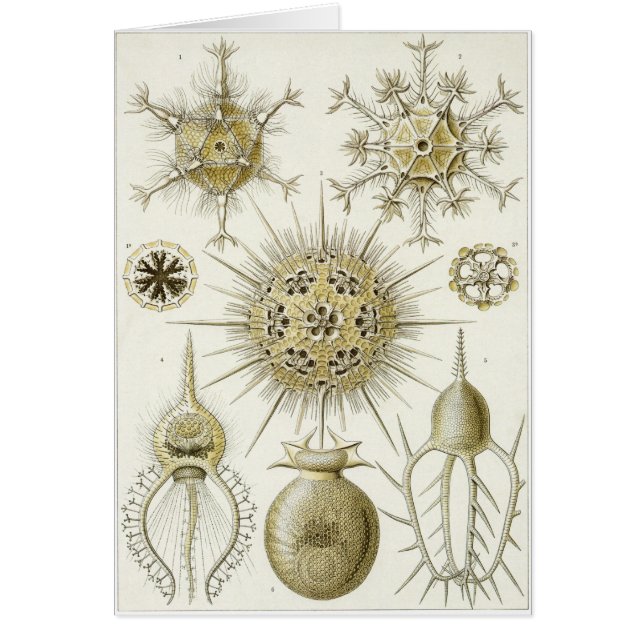 Ernst Haeckel Art Card: Phaeodaria (Phaeodarea) (Front)